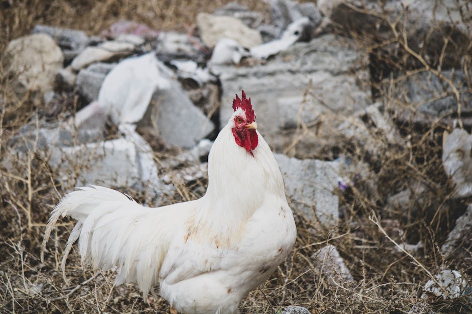Free-range chickens in their natural habitat at Chicken Road farm
